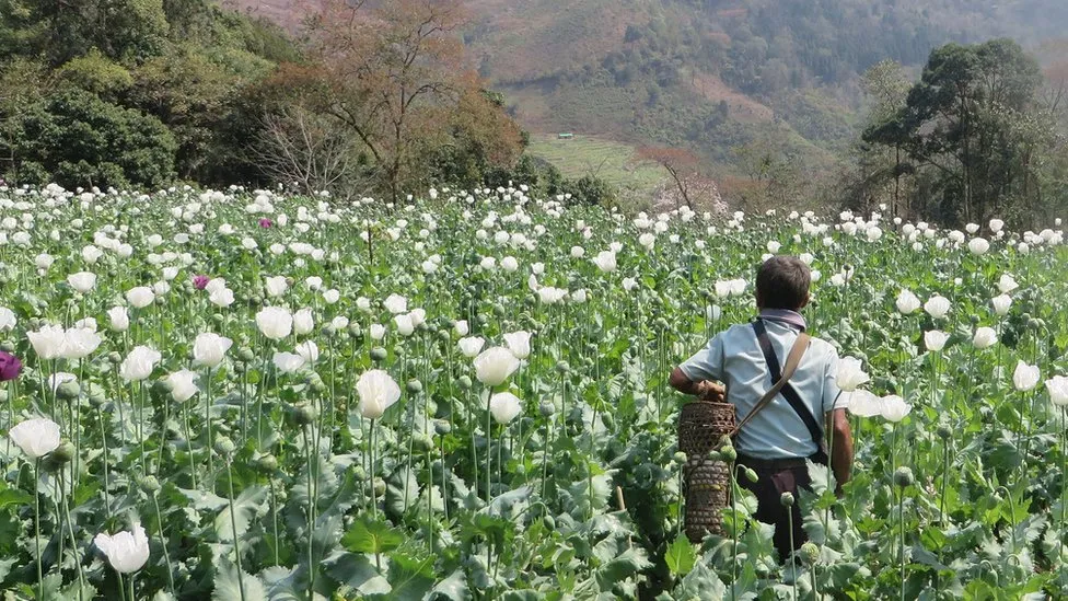 Myanmar Surpasses Afghanistan as World’s Top Opium Producer