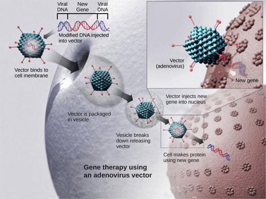 adenovirus