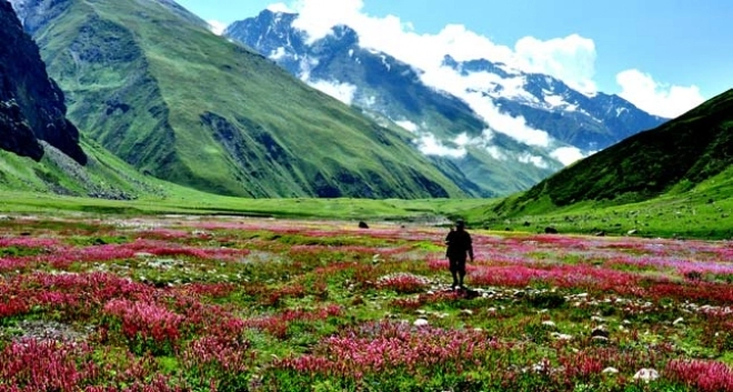 Valley of flowers