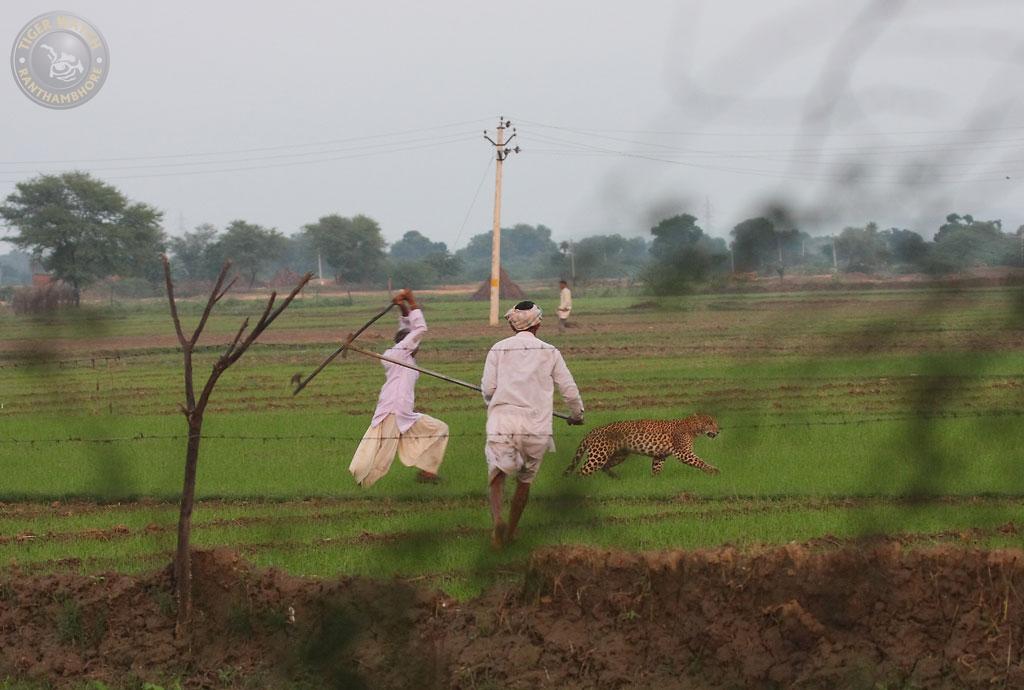 Causes of Human-Tiger Conflict