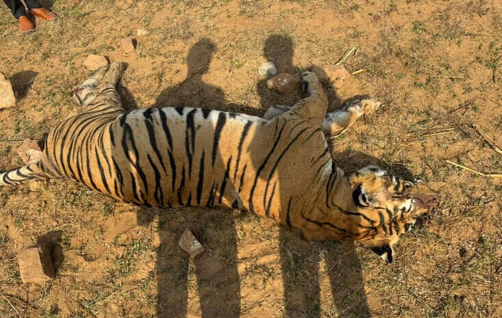 ranthambhore Tiger Reserve tiger death