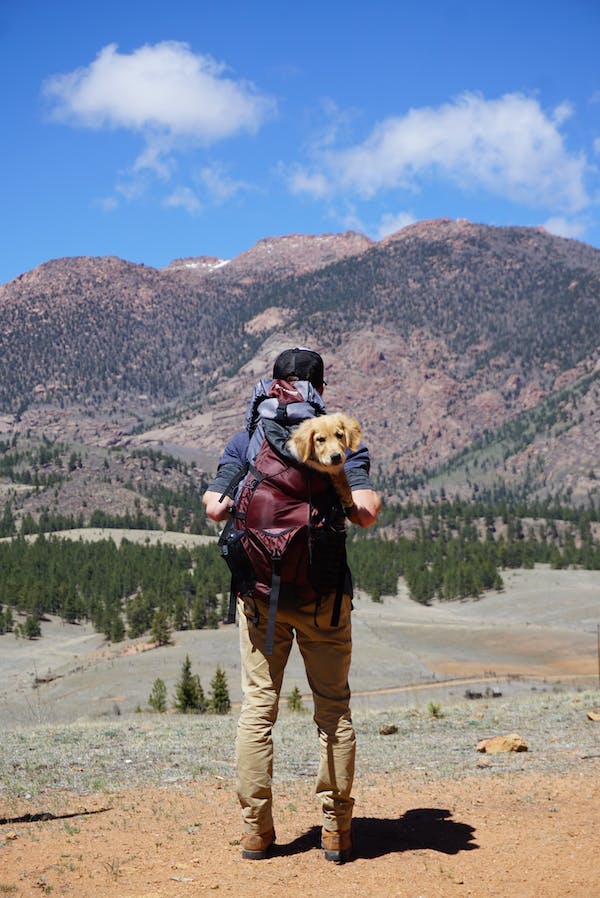 dog backpack