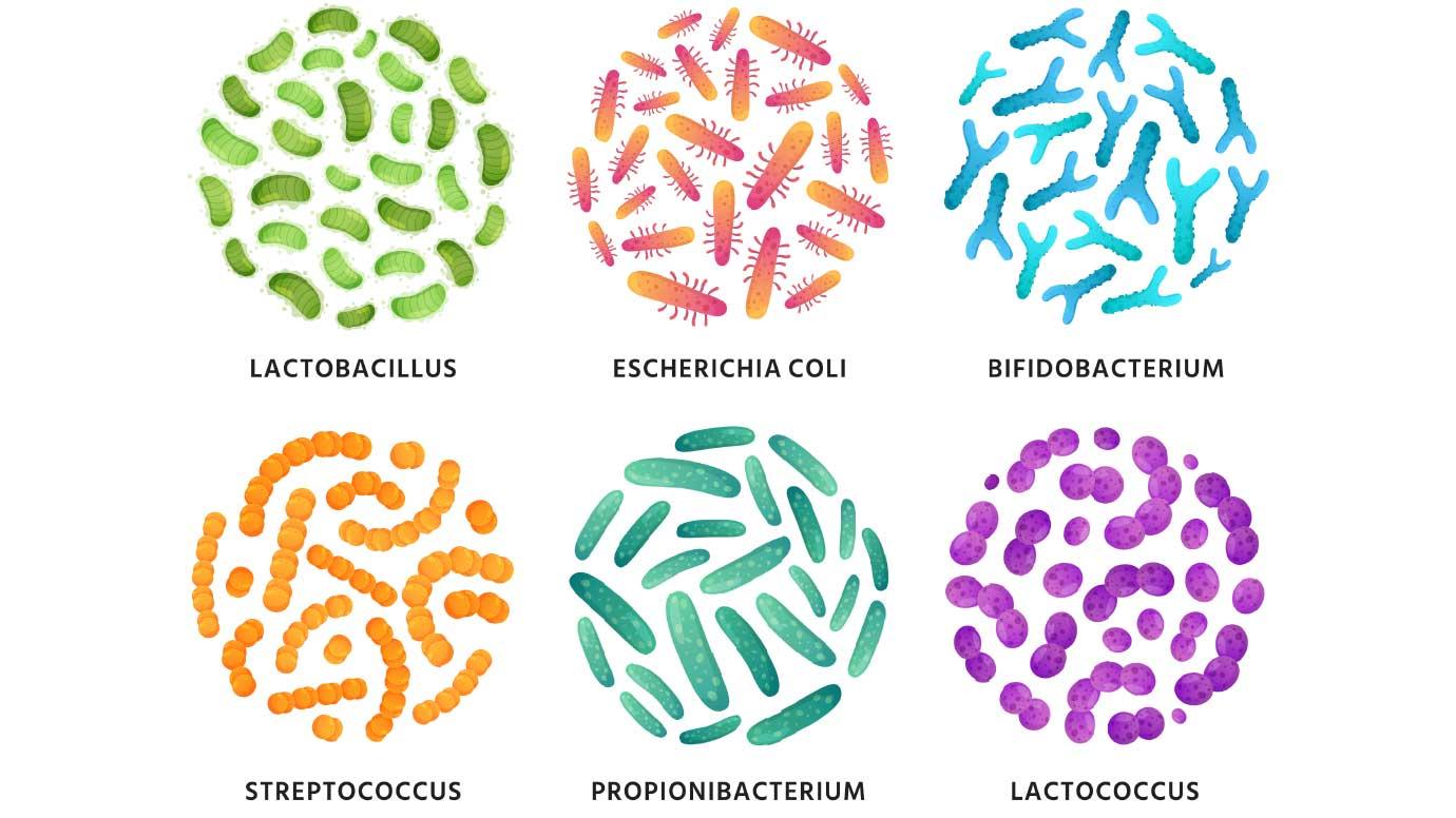 Types of Microbiome