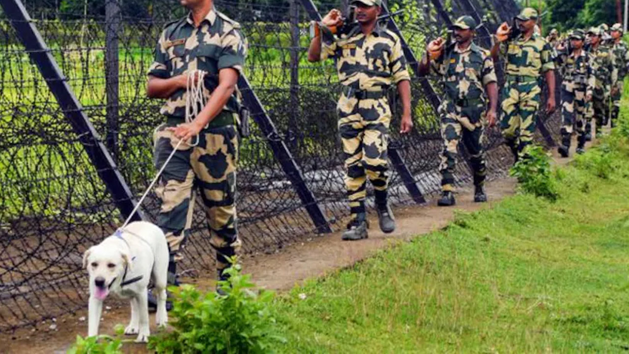 BSF dog gets pregnant 