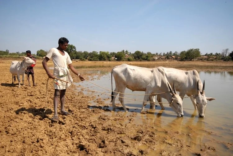 photo: Indian Farmer