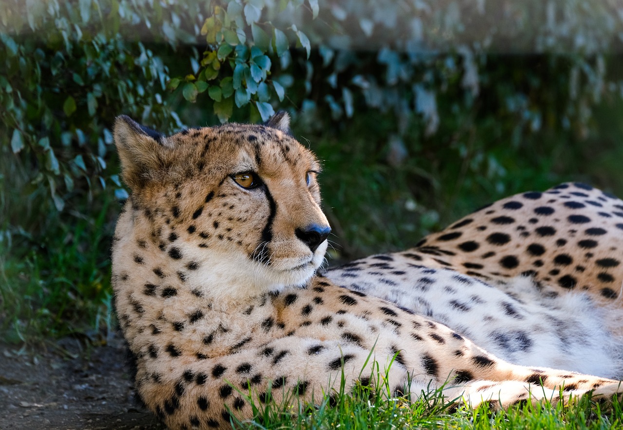 Photo: Cheetah