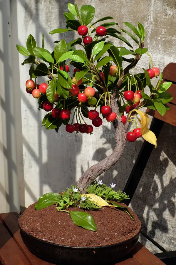 bonsai trees