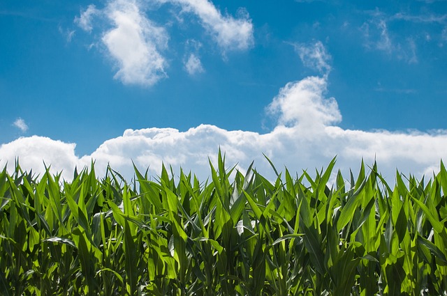 Photo: Green Crops