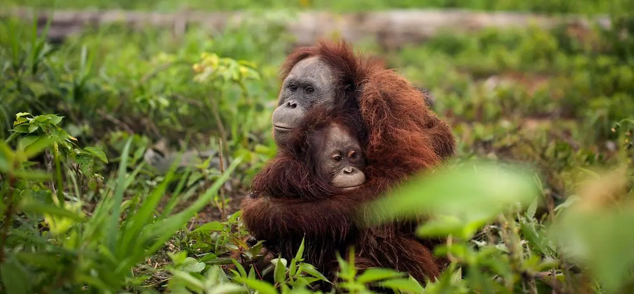 orangutan diplomacy