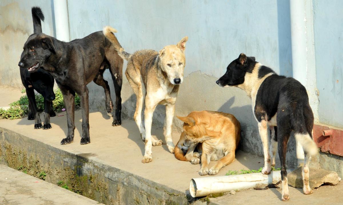  India’s Stray Crisis