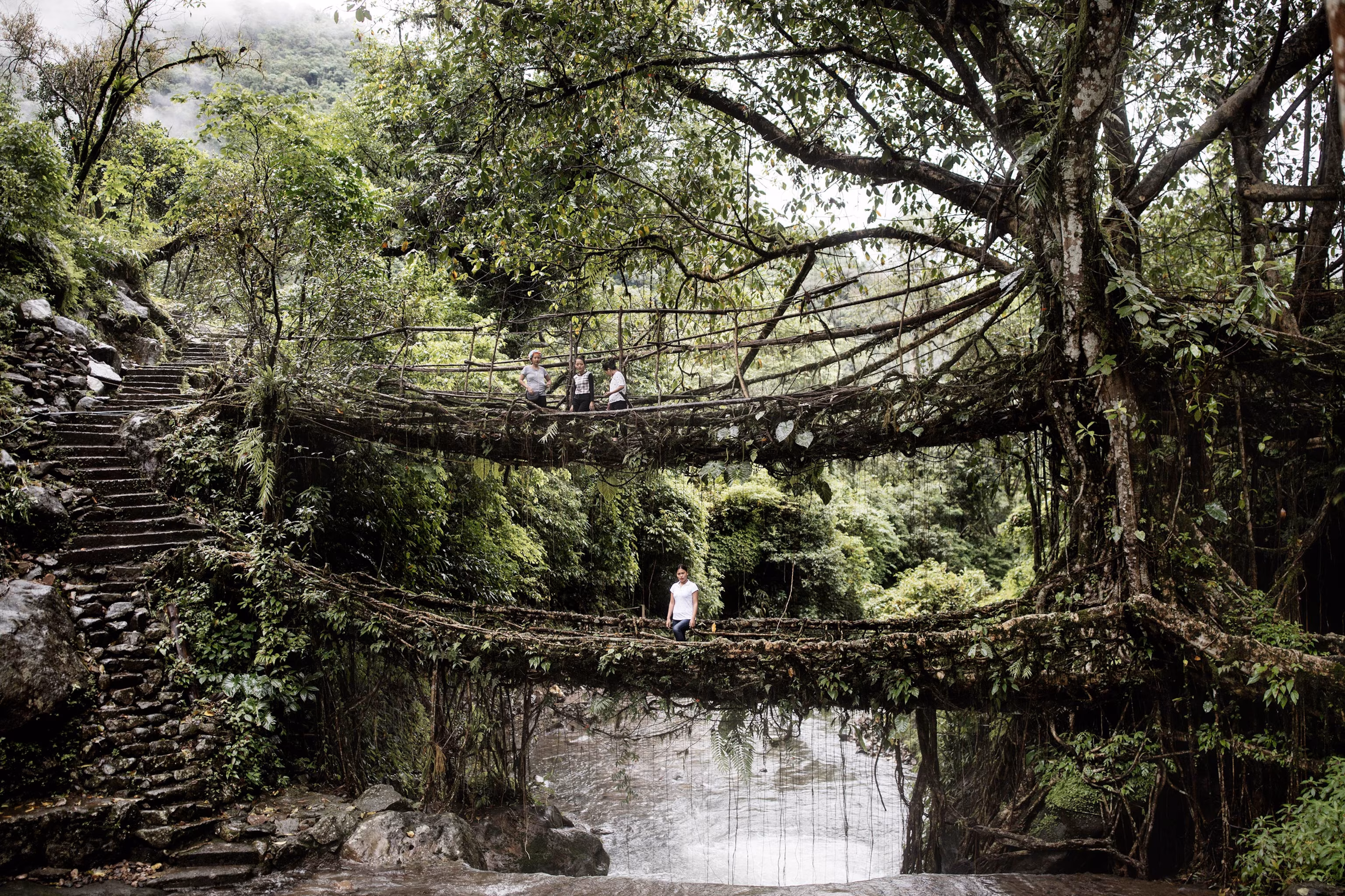 Meghalaya’s Living Root Bridges