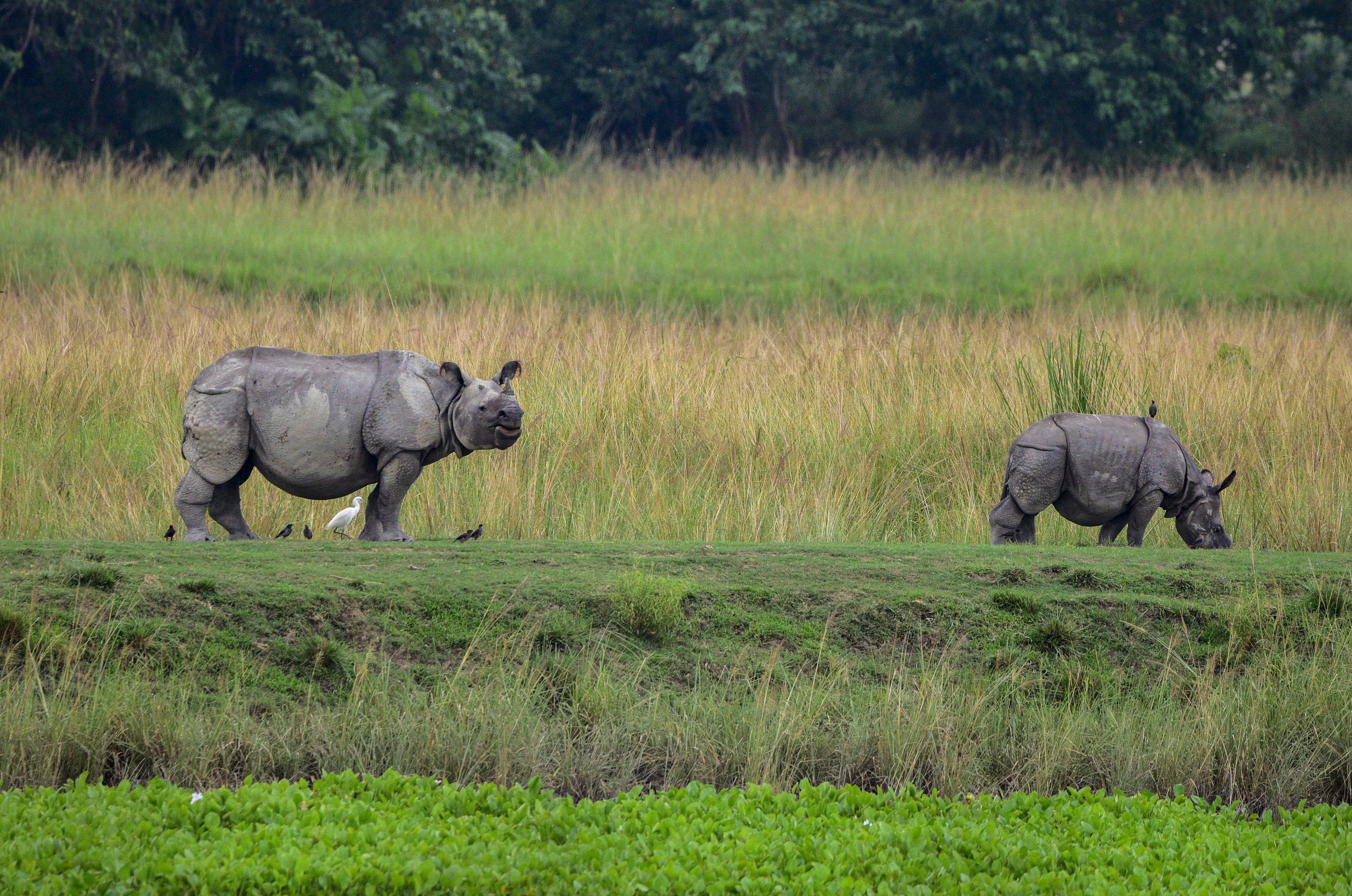 Assam Wildlife Sanctuary welcomes Rhinos after 40 years