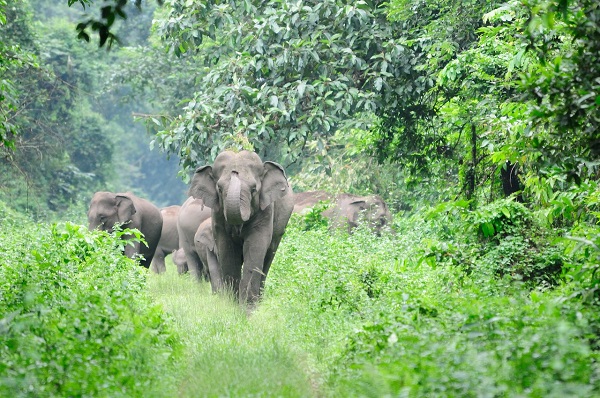 Photo; Hasdeo forest wildlife