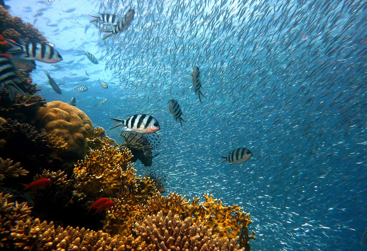 Photo:Fishes in sea