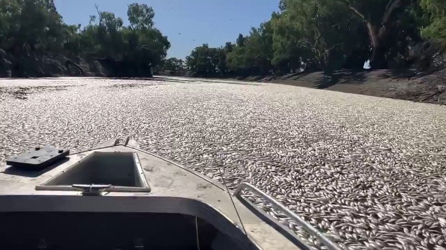  dead fish in Australia