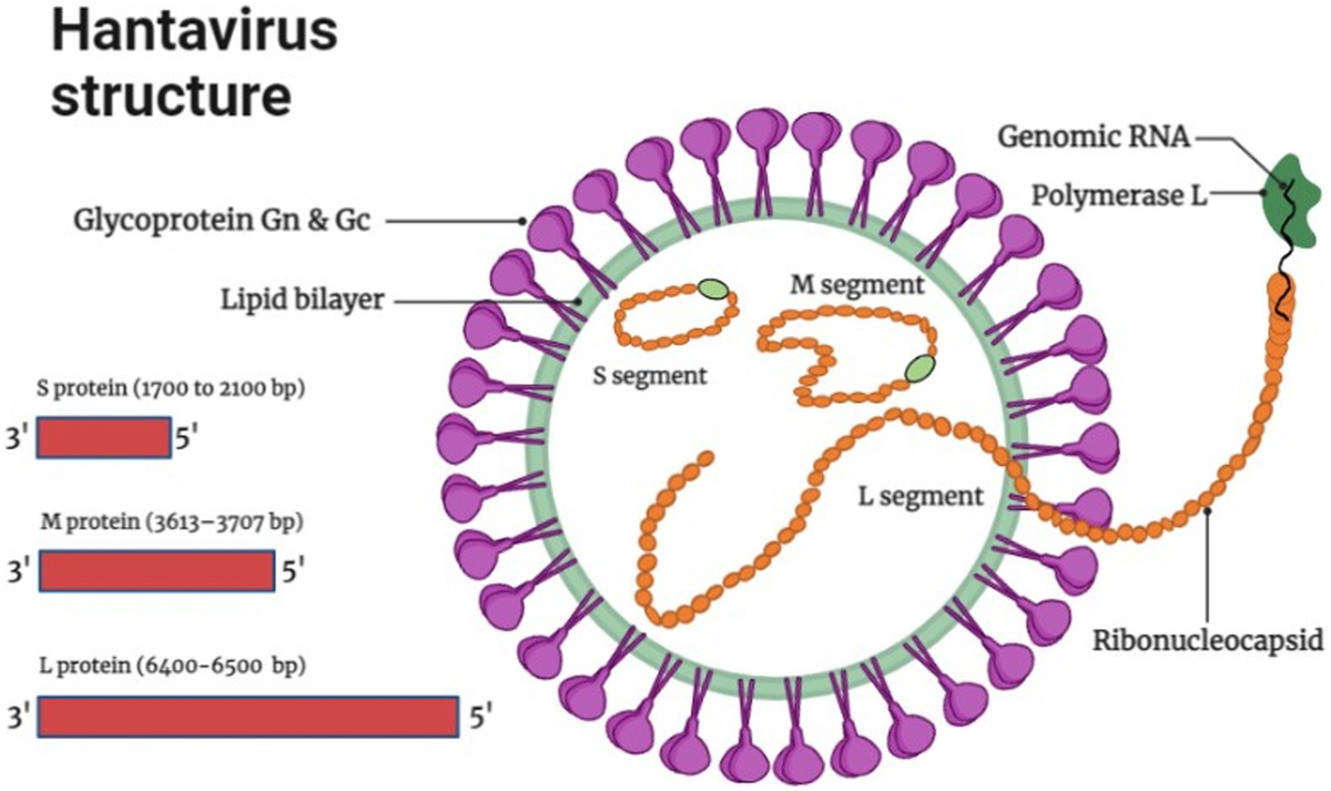 hantavirus