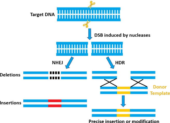 gene-editing technology CRISPR-Cas