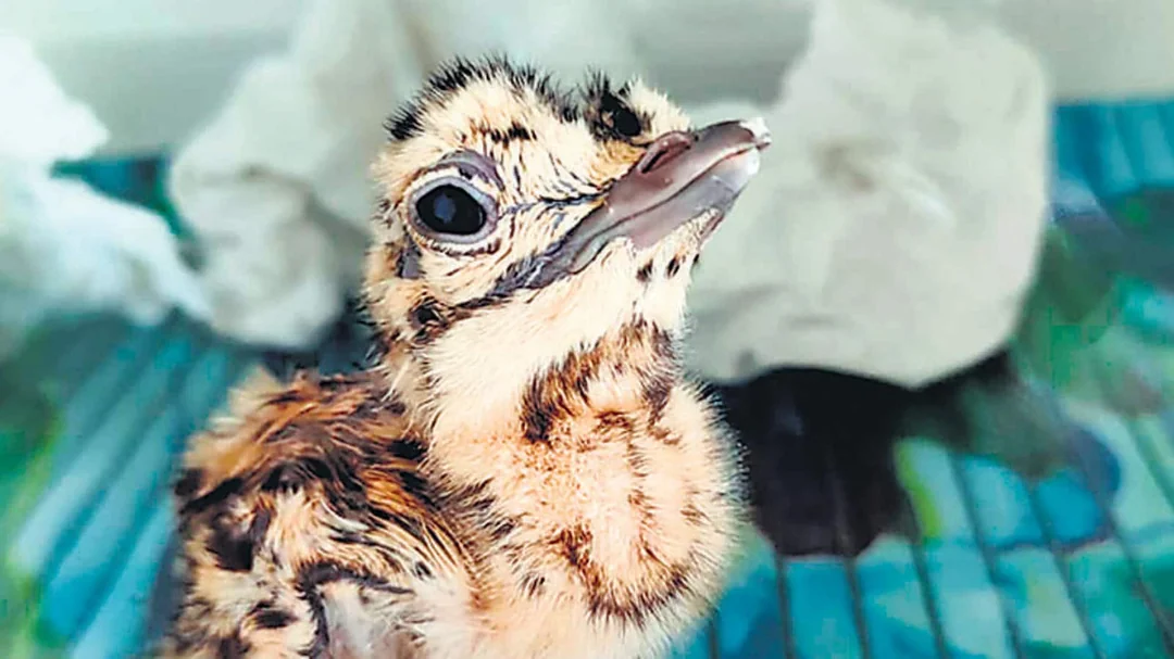 Critically Endangered Bird Species: First Great Indian Bustard Chick Born via Artificial Insemination