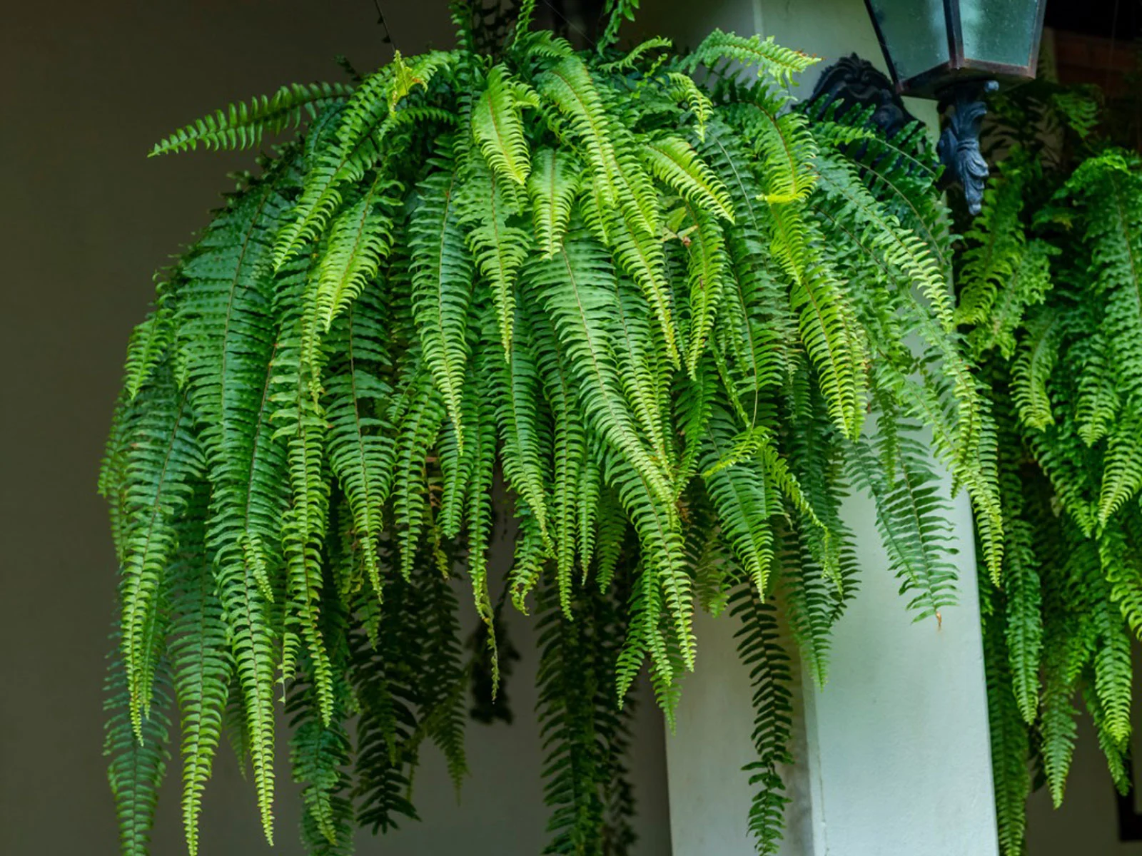 fern plant