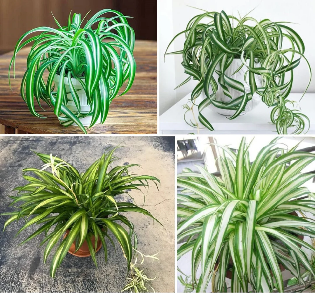 spider plant