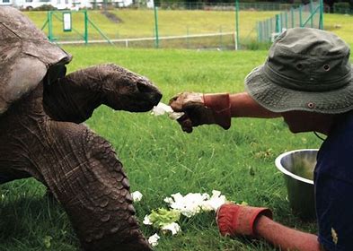 Jonathan is fed by hand for extra calories, vitamins, and minerals.