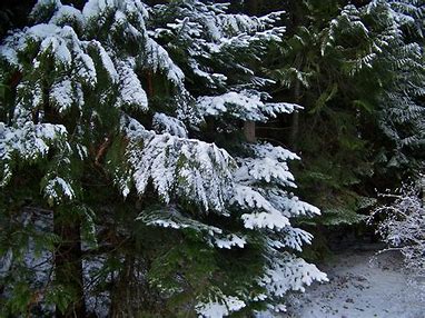 arctic plants: fir and cedar