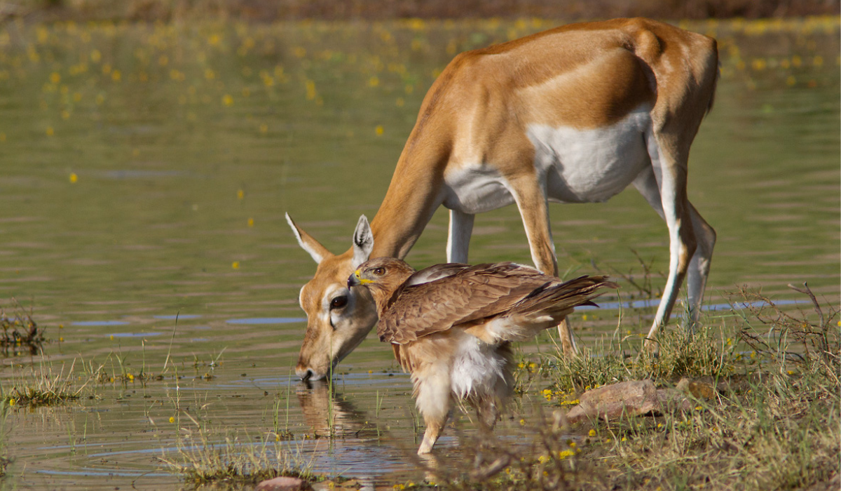 Rajasthan's Tal Chhapar blackbuck sanctuary is now ana Eco-Protected zone