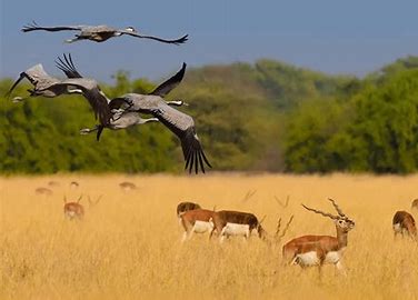 To keep track of the population trends, behaviour, and feeding habits of eagles can reveal if they were on the increase or dropping off