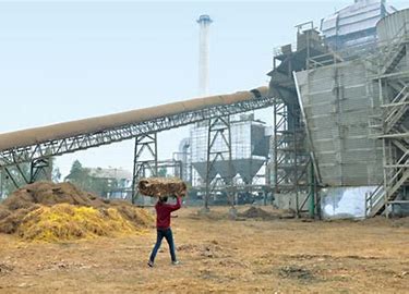 Rice waste can also be used to generate electricity