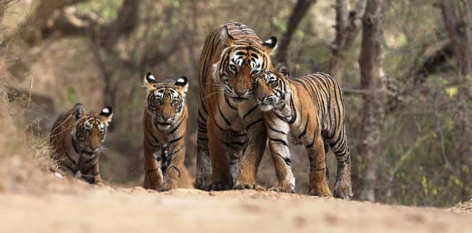 Uttar Pradesh will become the hub of wildlife tourism