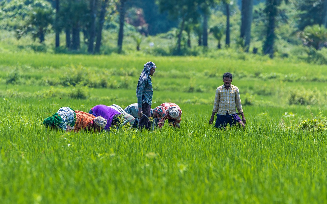photo: Farming in india