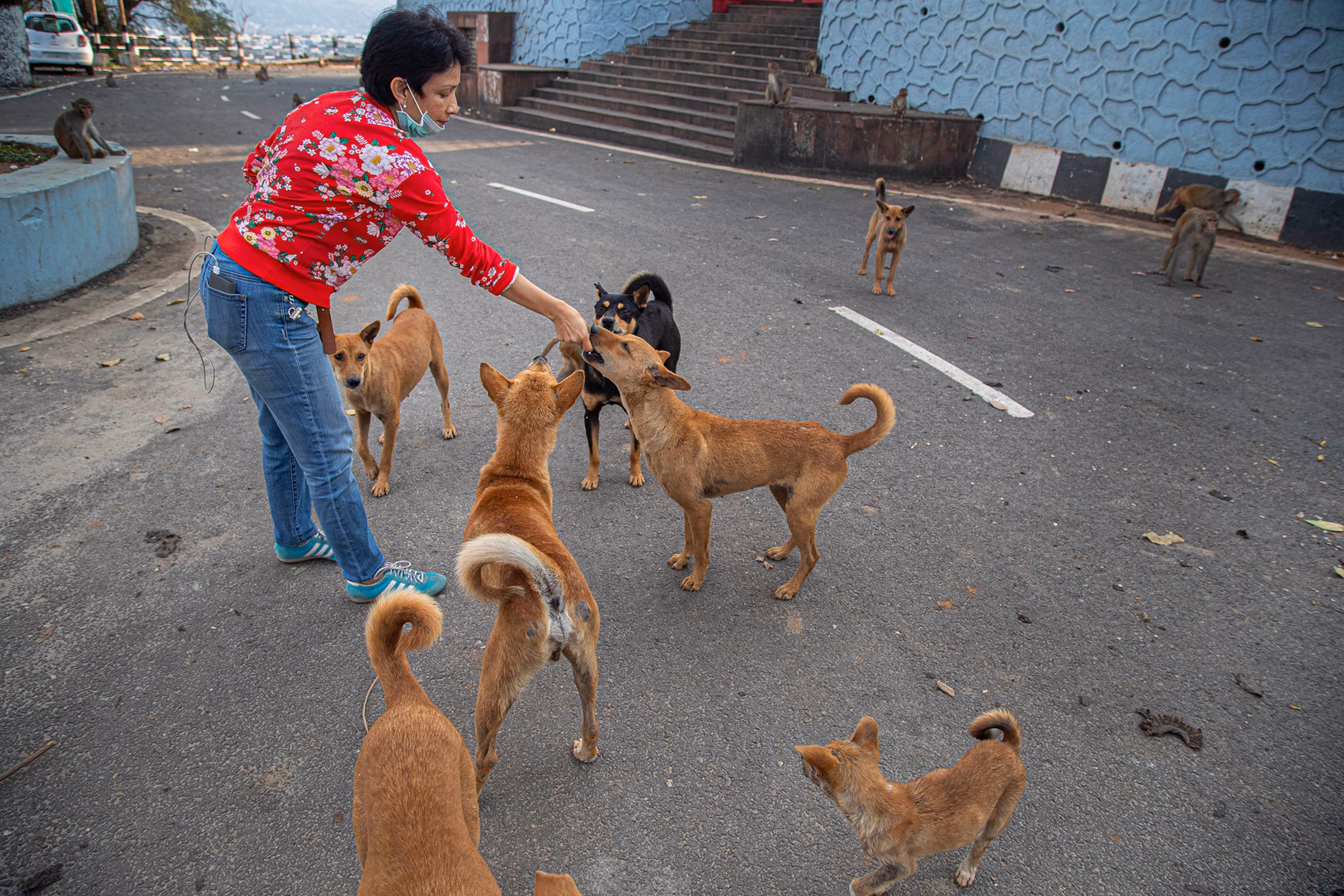 Supreme Court orders removal of stray dogs in Delhi