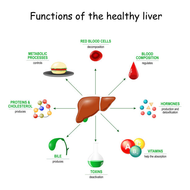 photo: functions of healthy liver