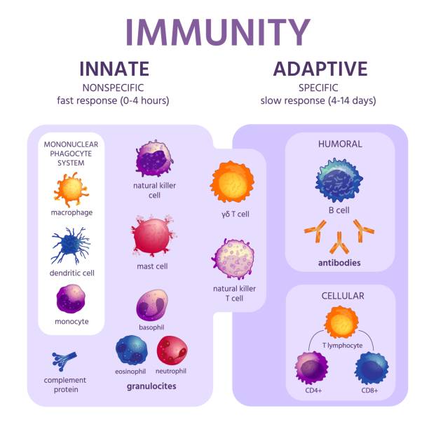 photO: Types of Immune cells