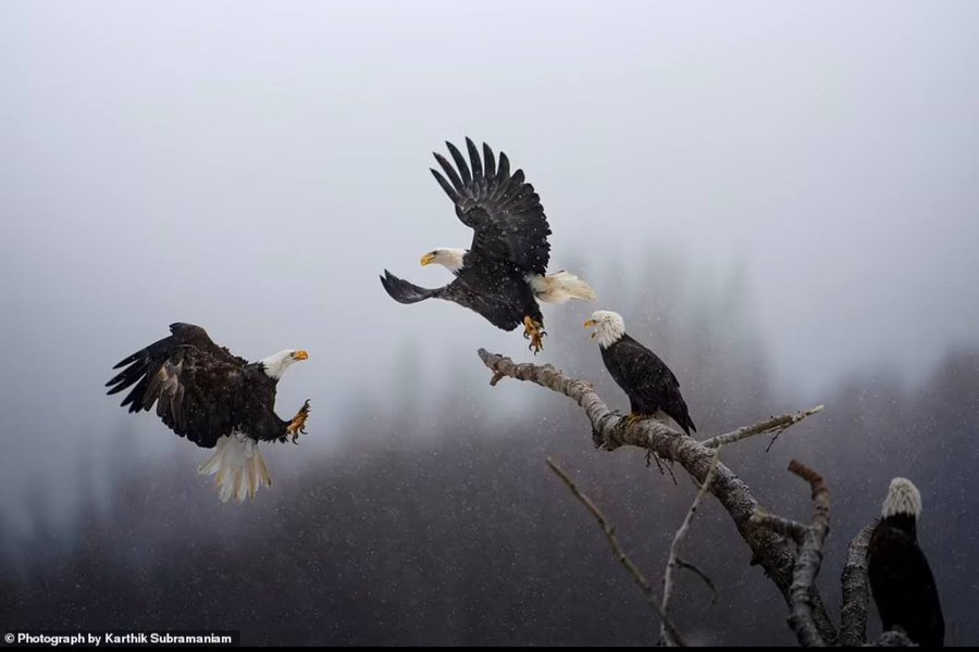 dance of the eagles