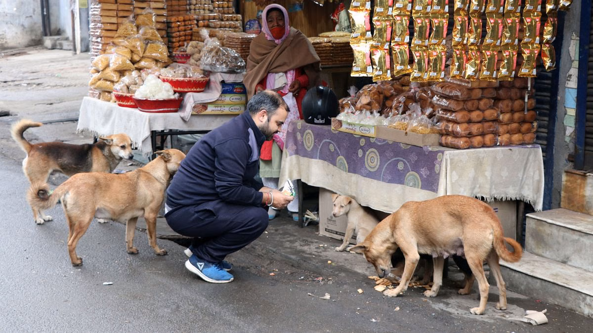 Supreme Court orders removal of stray dogs in Delhi