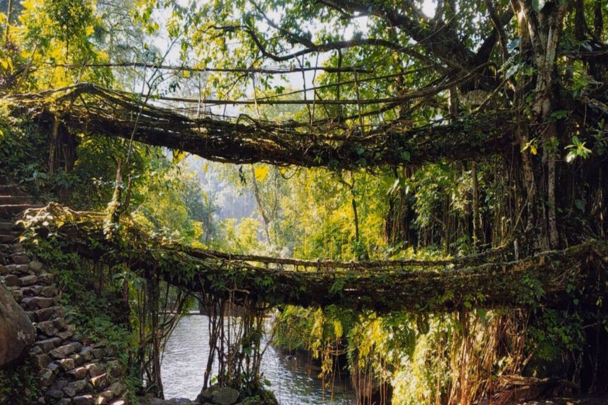 Meghalaya’s Living Root Bridges