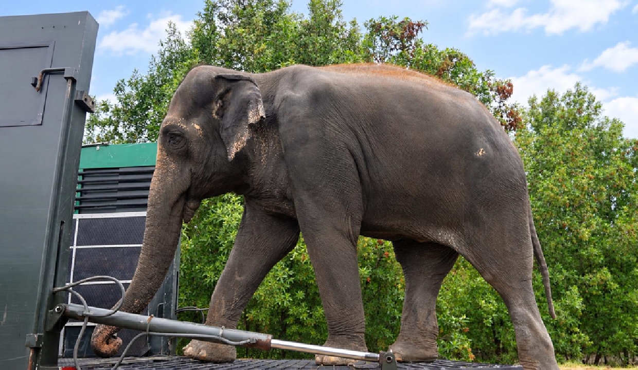Madhuri elephant