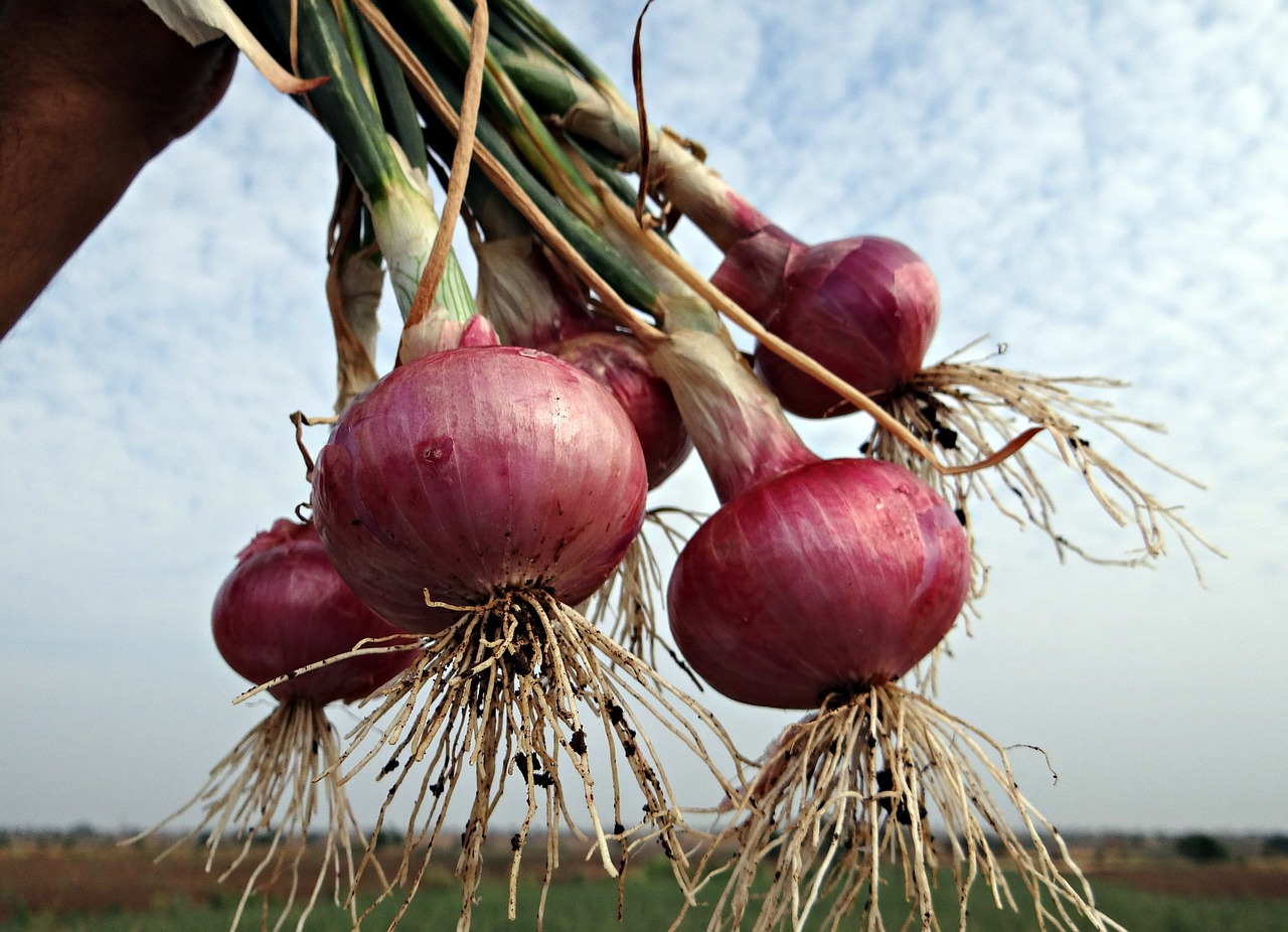 Photo: Onions