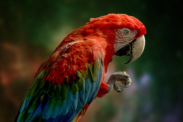 Photo : Parrot