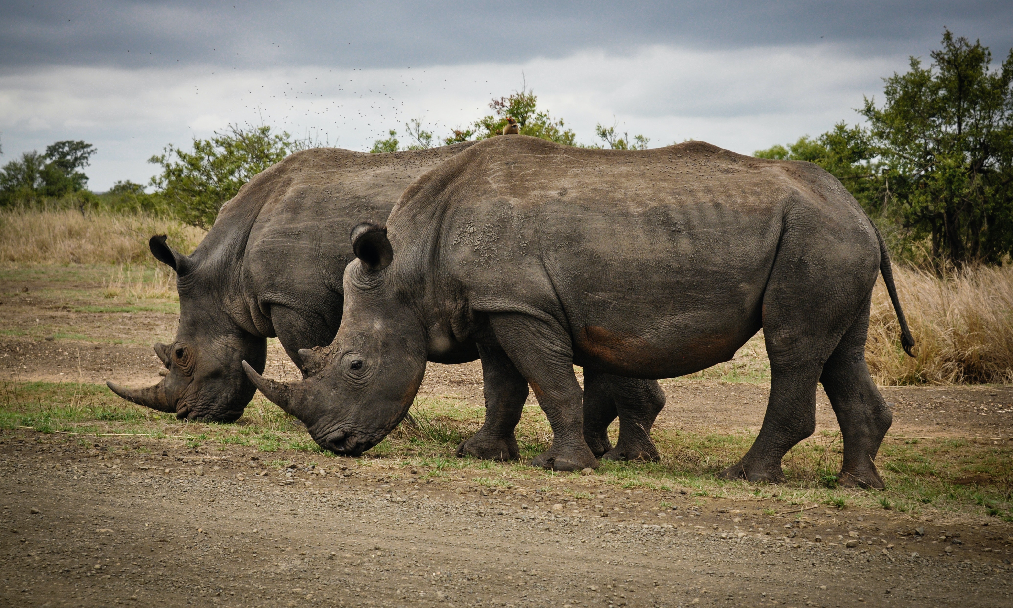 10 Leadership Lessons You can Learn from Animals