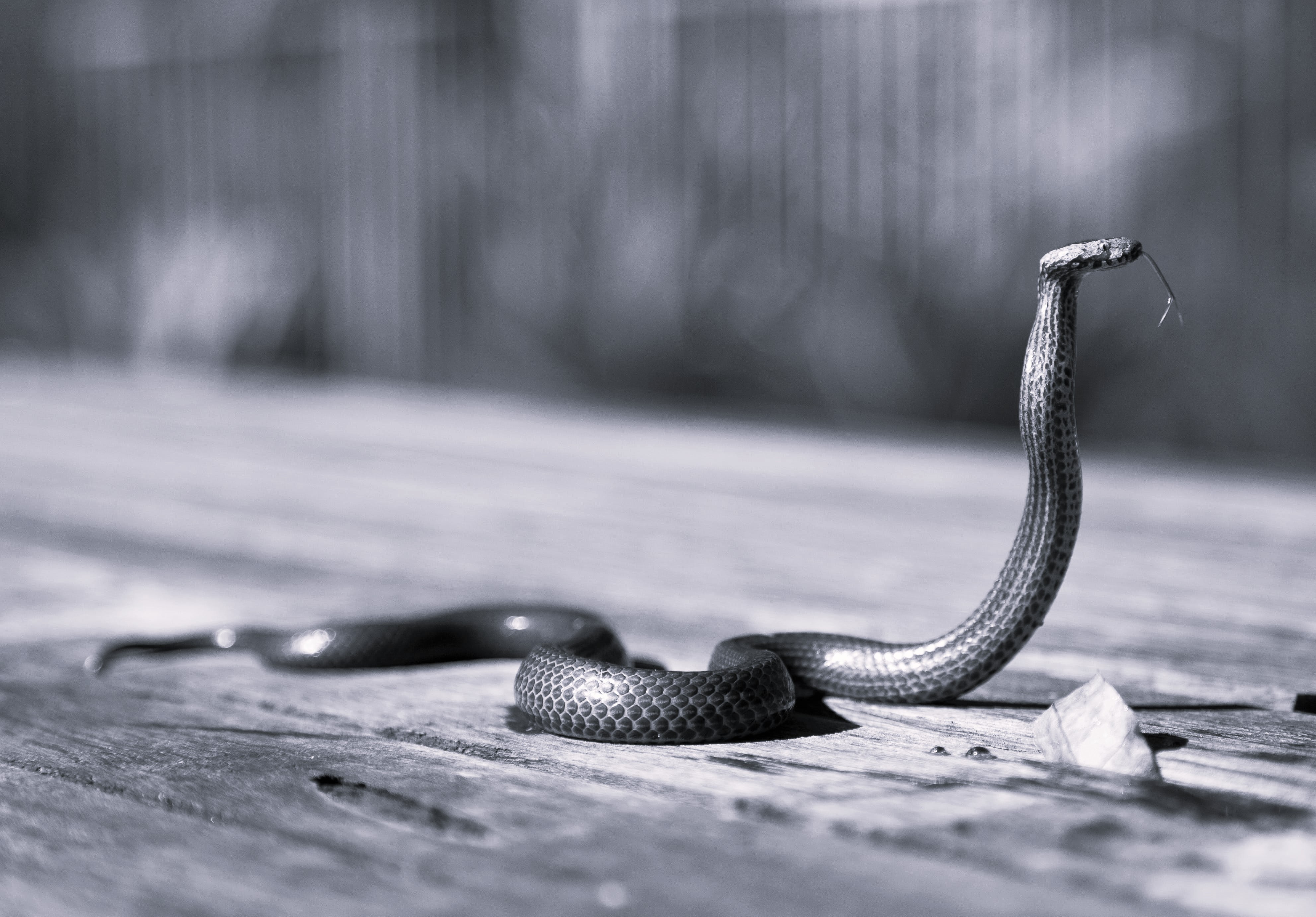 Photo: Snake