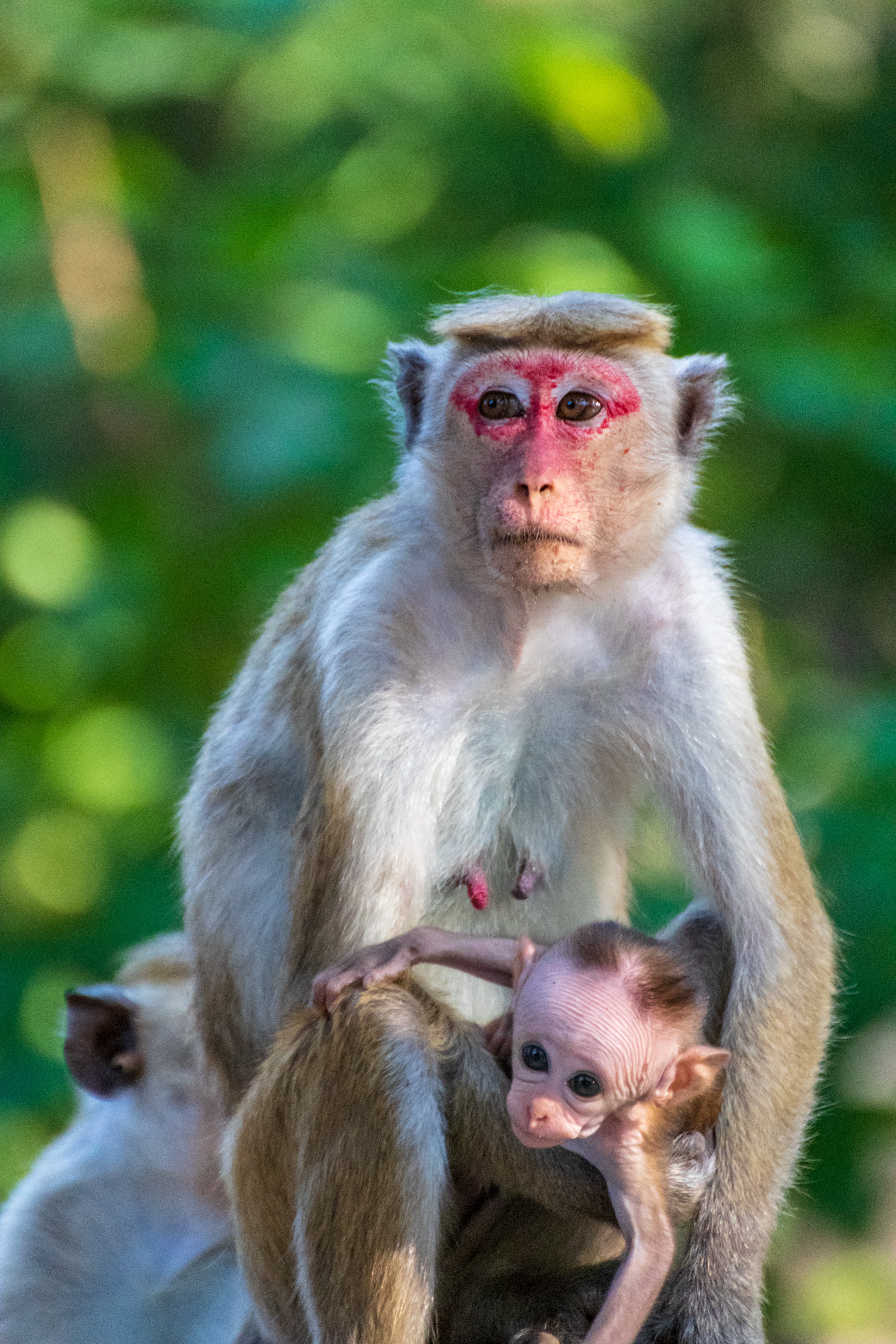 Photo: Toque Macaque Monkey