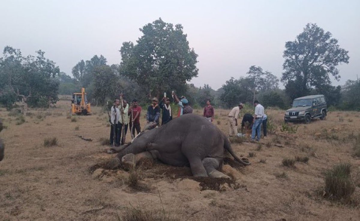  Bandhavgarh Elephant Deaths 