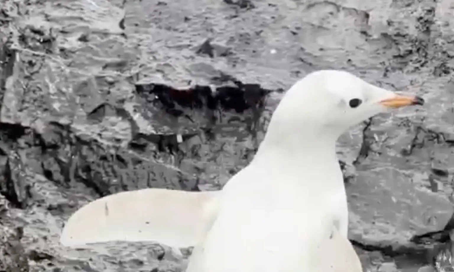 white penguin in antarctica