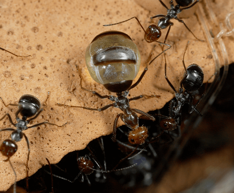 Photo:  Australian Ant produces honey that can be used in antibiotics