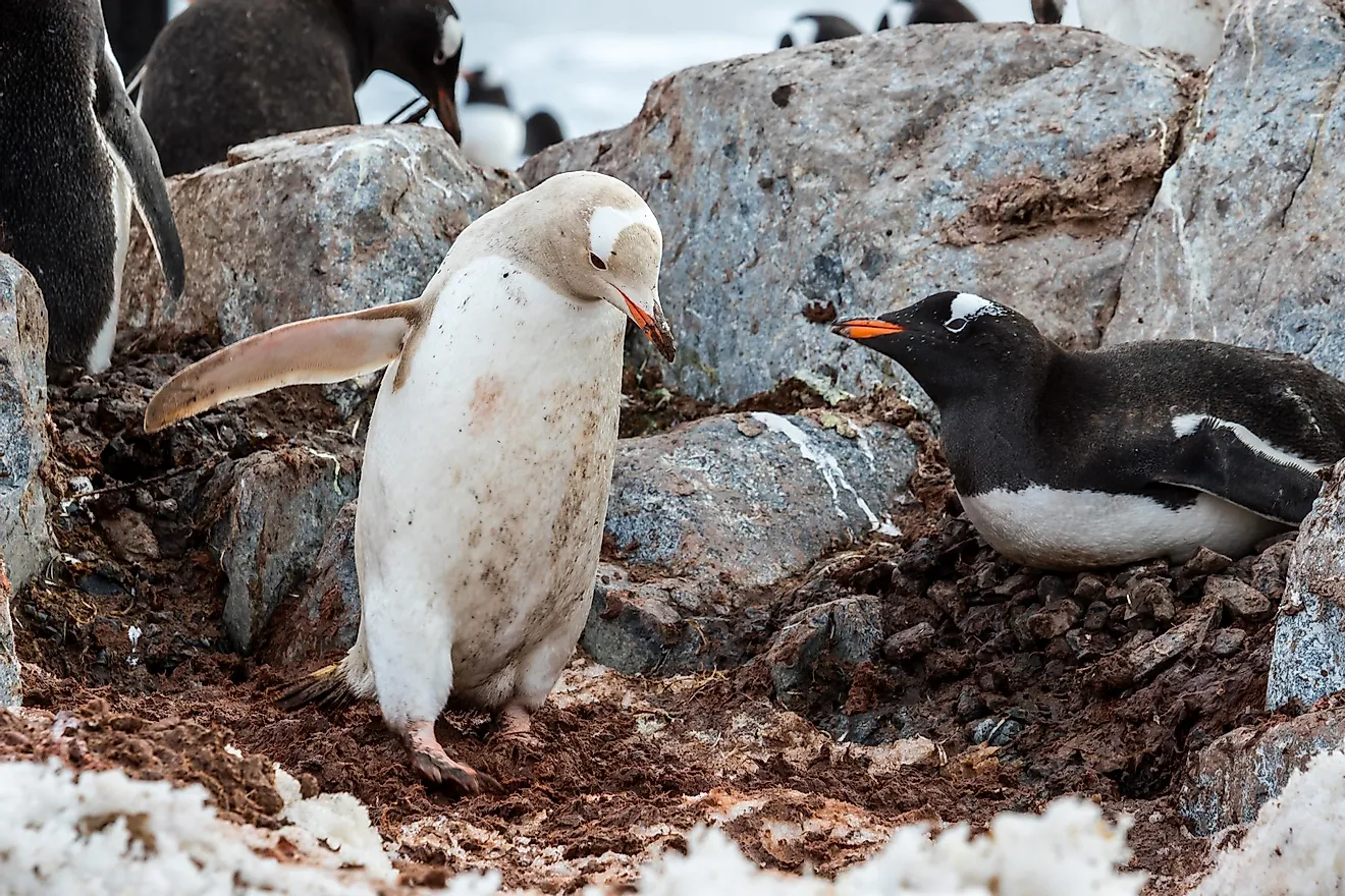 white penguin in antarctica