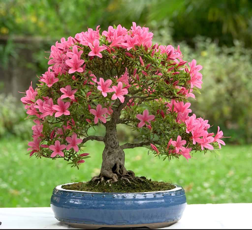 bonsai trees