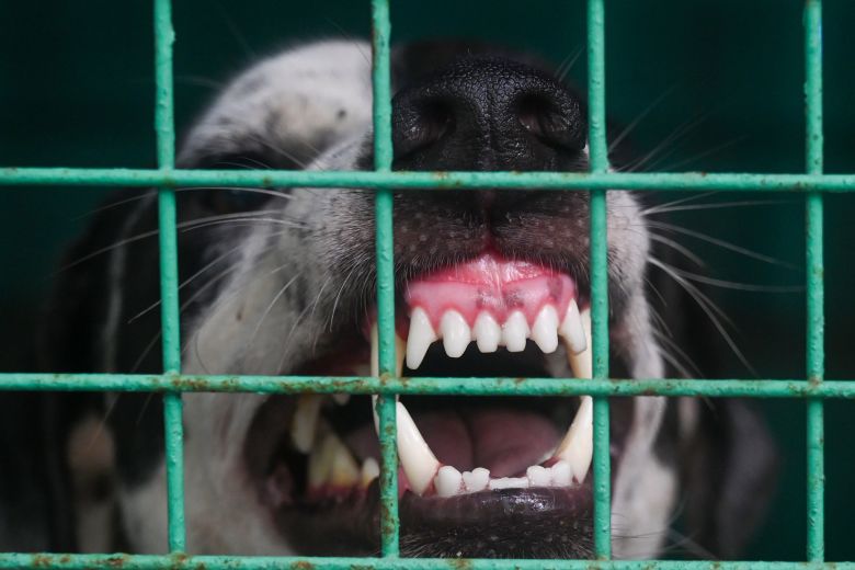 Supreme Court permits euthanasia of rabid and aggressive stray dogs, stressing public safety amid rising dog bite and rabies cases in India.