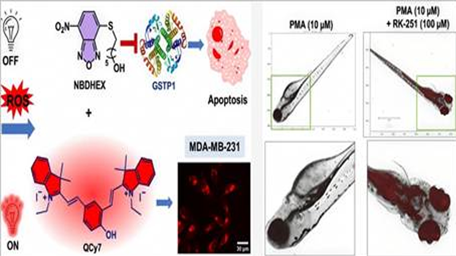 RK-251, smart cancer drug